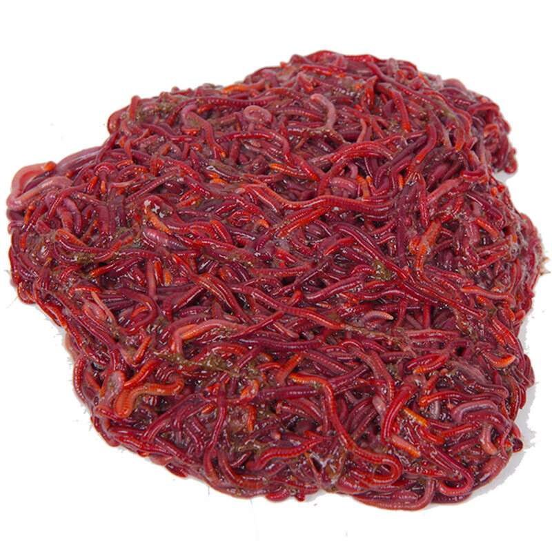奴诗漫 散装活体红蚯蚓鱼饵活体饵料 鱼饵 钓鱼 大平二号种苗活大蚯