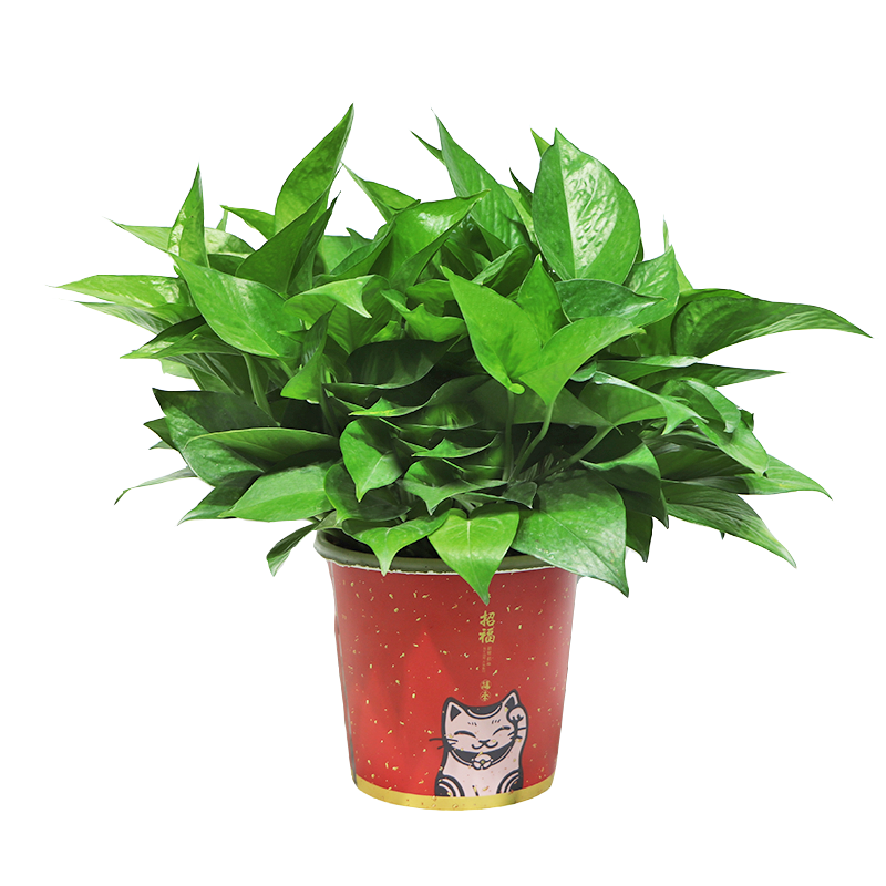 繽賢綠蘿盆栽室內(nèi)辦公室植物大葉吊蘭花卉綠植綠籮盆景吸水盆懶人 招財貓彩繪吸水盆綠蘿四盆+2液