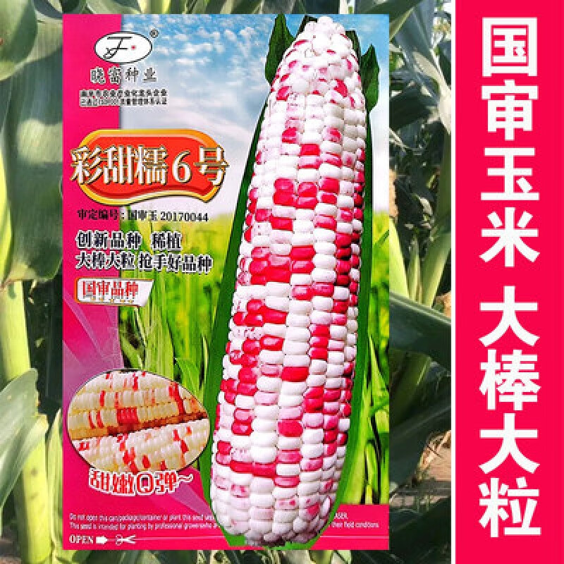 禾之润彩甜糯6号丰产量玉米种子春季大全糯黏玉米籽南方彩糯香东北粘