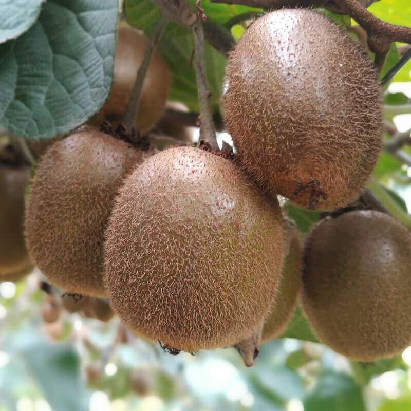 傻果陕西周至徐香猕猴桃国产奇异果新鲜水果绿心猕猴桃酸甜美味多汁 特价30枚装（单果50-70g)