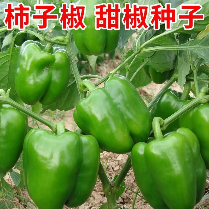甜椒种子青椒菜椒灯笼椒辣椒种籽盆栽庭院春夏易种植蔬菜种子大全