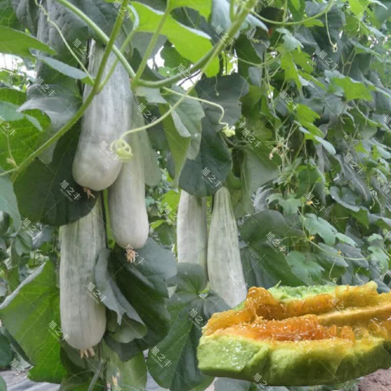 绿宝石羊角蜜超甜薄皮脆甜瓜种子春季四季脆蔬菜高产香瓜种籽 羊角蜜