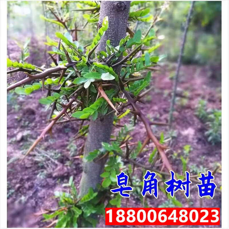 花幽谷大刺皂角苗皂荚树苗南北方药用皂荚树绿化庭院造刺树篱笆皂角