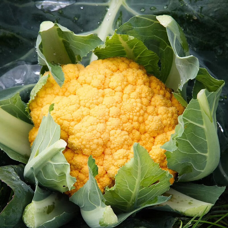 种菜记 松花菜种子宝塔花椰菜春季秋季有机菜花种籽花菜西兰花菜孑