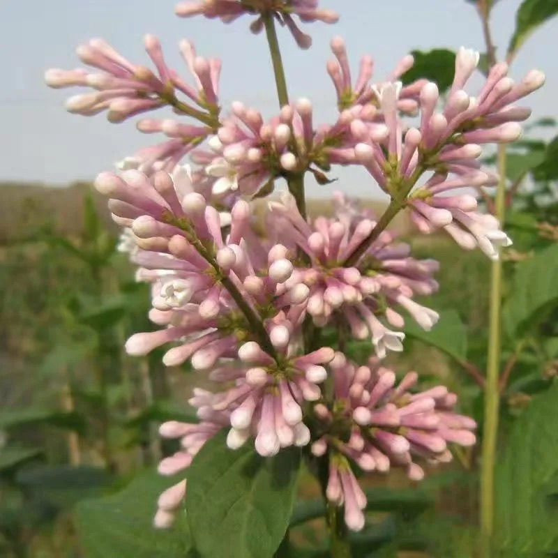 紫色花 相关京东优惠商品潜力降序 价格图片品牌优惠券 虎窝购