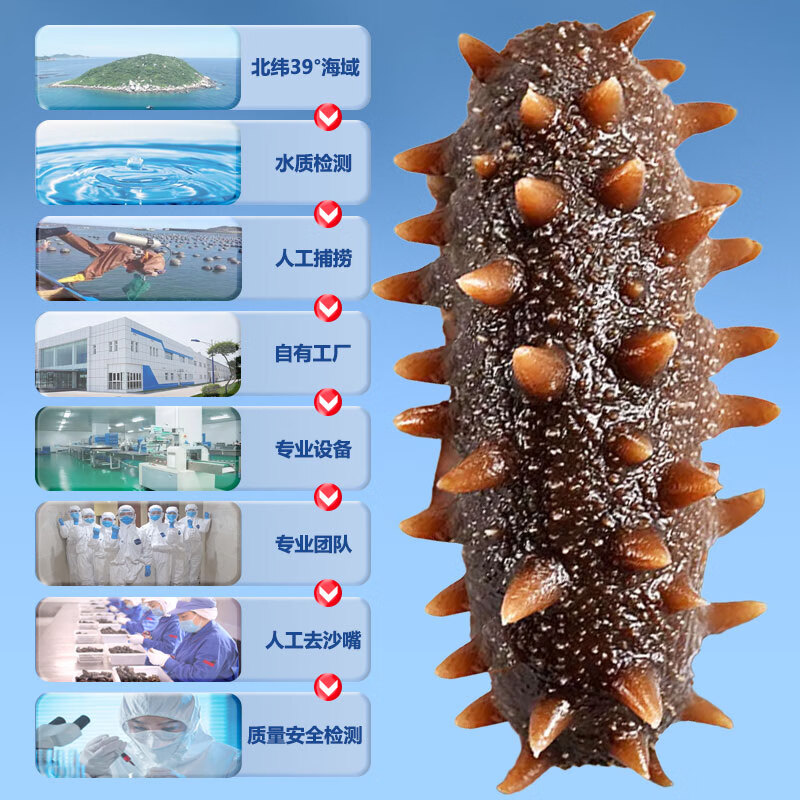 海纳堂即食海参90只独立包装开袋即食刺参礼盒鲜食冷蒸深海底播海参单只 9年参龄1斤4-6只【参王滋补】