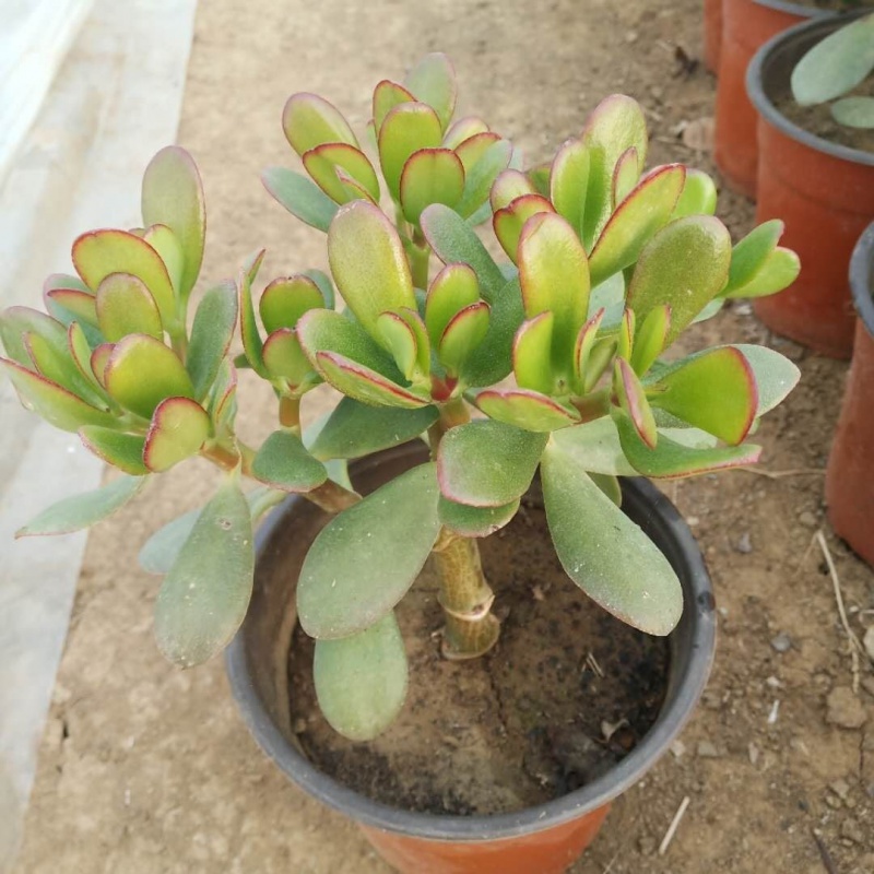 玉树盆栽黄金花月紫叶玉树多肉老桩植物盆栽玉树 玉树2年苗 不含盆