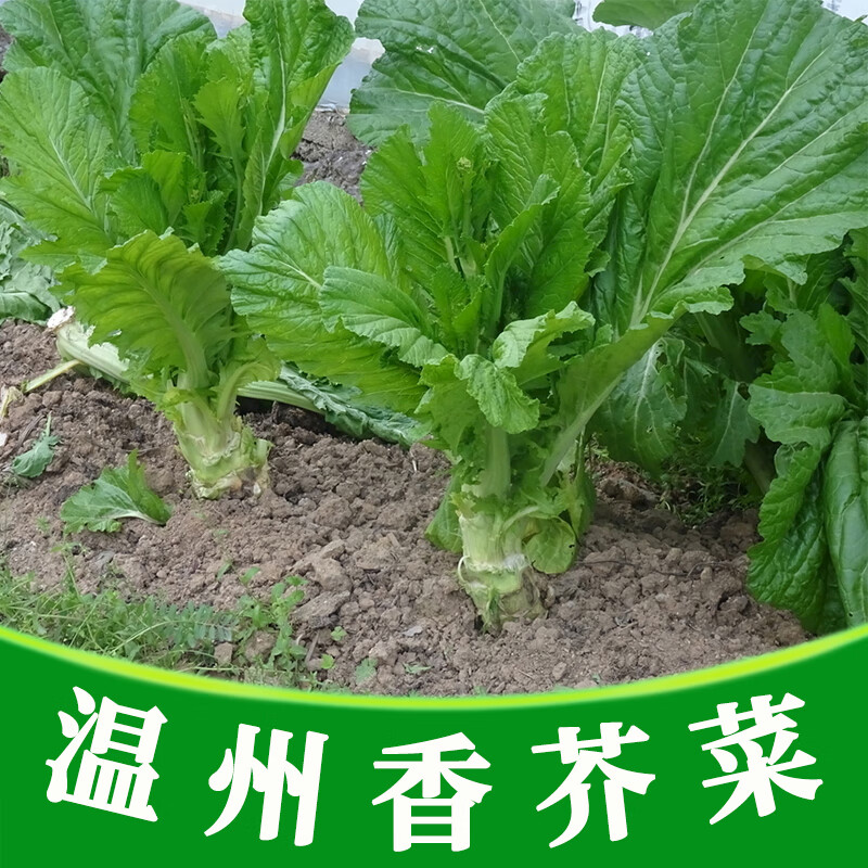 黎昕  温州香芥菜种子梅菜叶用大叶芥菜种籽秋季种植农家菜园蔬菜种孑