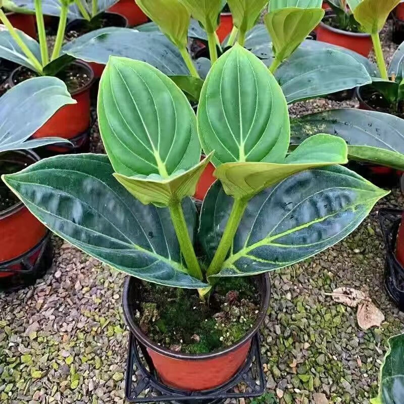 素蜜宝莲灯盆栽荷兰进口宝莲灯花卉原生小苗室内盆栽好养易活四季开花