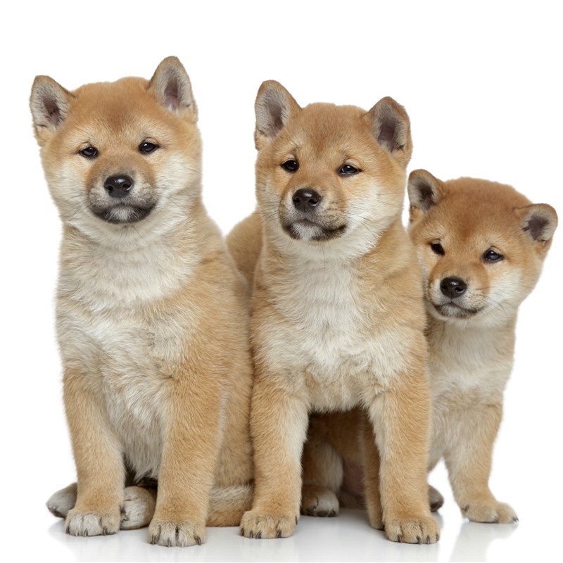 柴犬 相关京东优惠商品排行榜 价格图片品牌优惠券 虎窝购