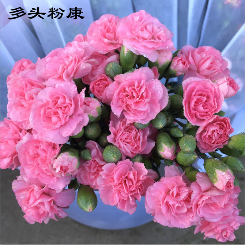 晗畅野马康乃馨鲜切花真花 多头粉色15-16支