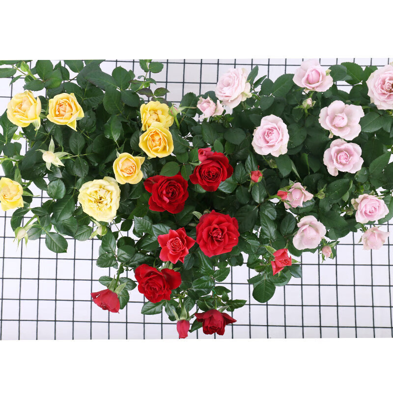 黛萝莉玫瑰花盆栽大盆带花苞室内四季好养的花卉观花植物玫瑰鲜花绿植