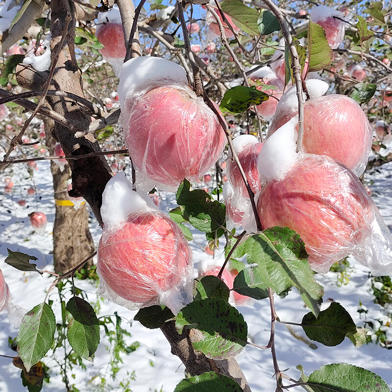 山西华荣雪果苹果  冰糖心脆甜红富士苹果 5斤装