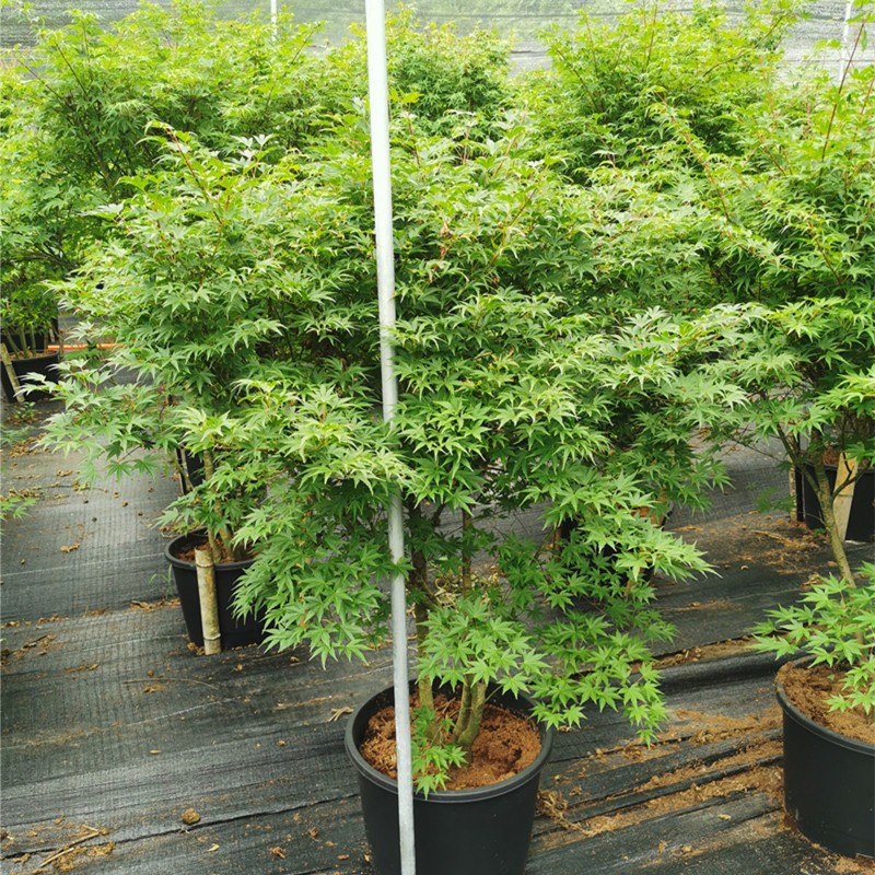 致荟树 鸡爪槭院景观树风景树苗园林绿化南北方种植庭院花园植物耐寒