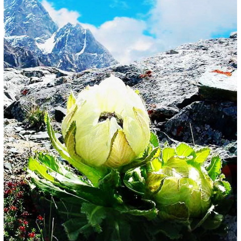 5折 新疆天山正宗雪莲花高海拔风干大花头雪莲干花泡酒名贵药材礼盒装