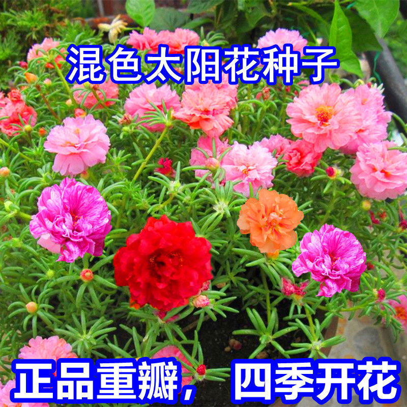 清韵伊人重瓣太阳花种子混色松叶牡丹种籽易活四季开室内格桑花种子