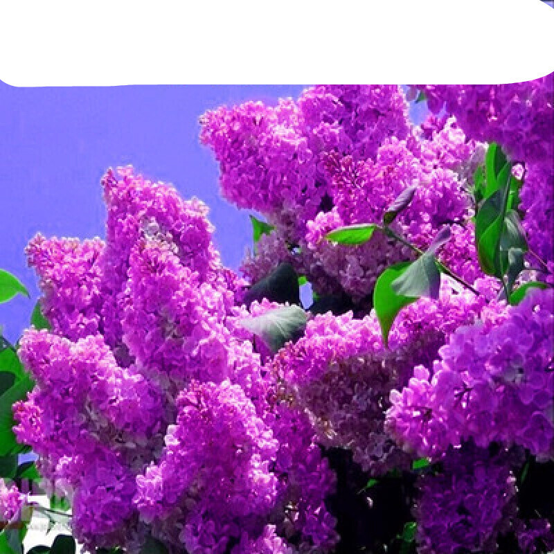 丁香花树苗四季开花耐寒花树南北方绿化树苗四季丁香花苗 紫丁香4年苗