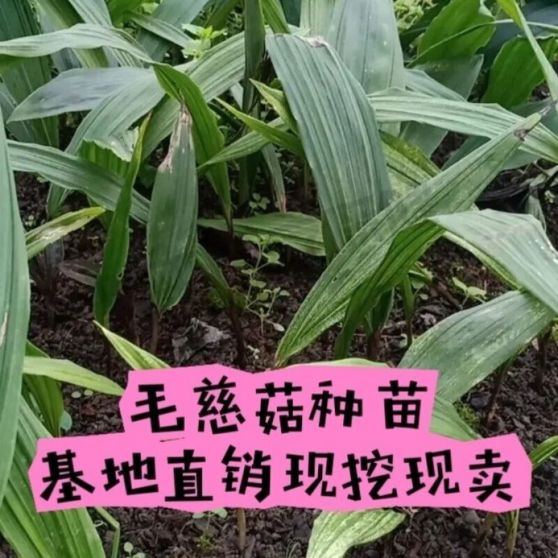 毛慈菇苗四川毛慈菇种苗子中药材成活率高提供种植技术冰球子 带苗