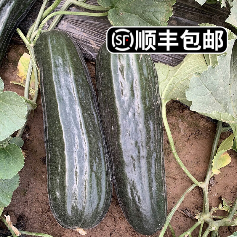 颜曼箐黑皮酥菜瓜亮度高八棱菜瓜黑酥瓜低糖可做凉拌菜顺丰 黑皮棱子