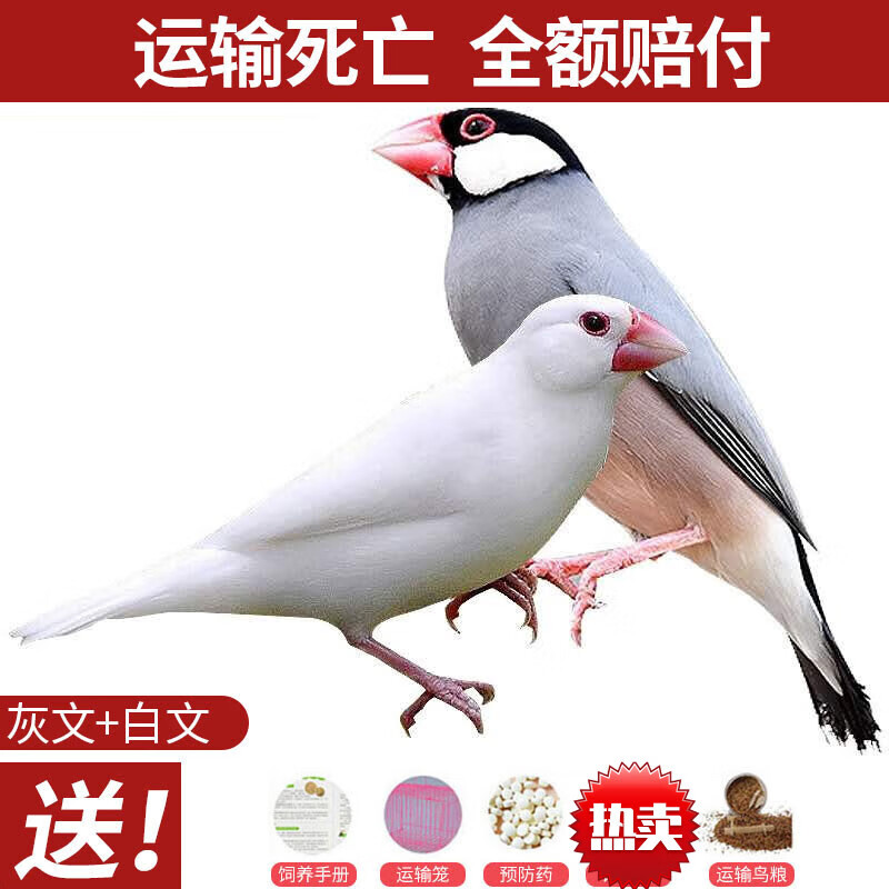 oimg活体小型宠物鸟观赏鸟珍珠鸟活物灰白文鸟活体 鸟粮 七彩一只(绿