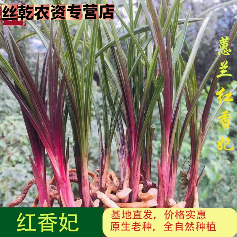 拾爱蕙兰红香妃四川红草原生种自然苗好养活办公室绿植盆栽兰草兰花