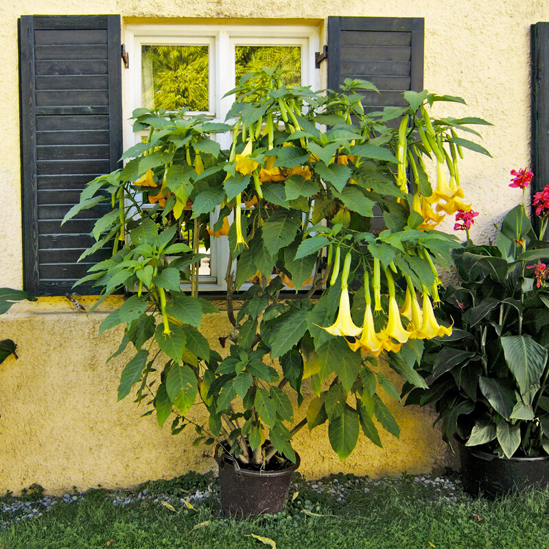 种籽 别称 曼茶罗 醉心花 狗核桃 直立木质一年生草本植物 花卉种子