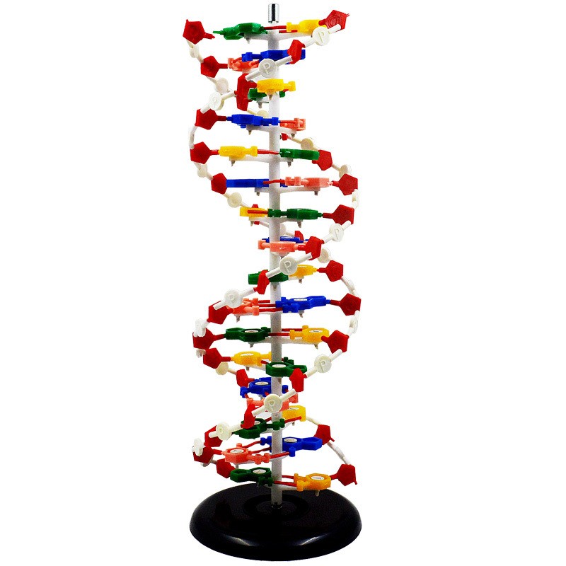 纳仕徳 ws1003 dna双螺旋结构模型 高中分子结构模型实验室仪器 dna双