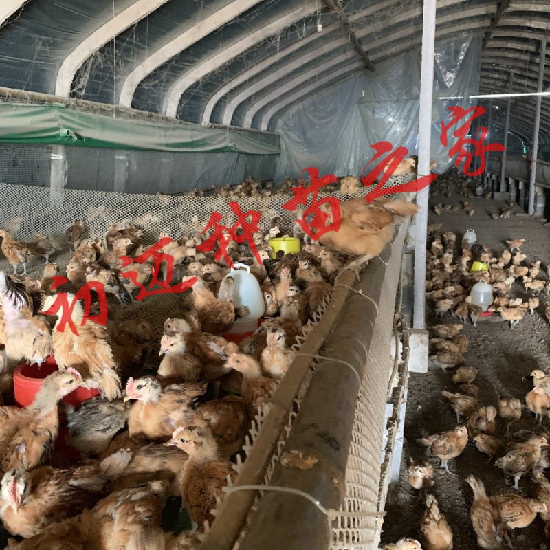 脱温鸡苗半大鸡苗 土鸡苗 草鸡仔活体柴鸡苗公鸡母鸡苗活体 脱温鸡 5