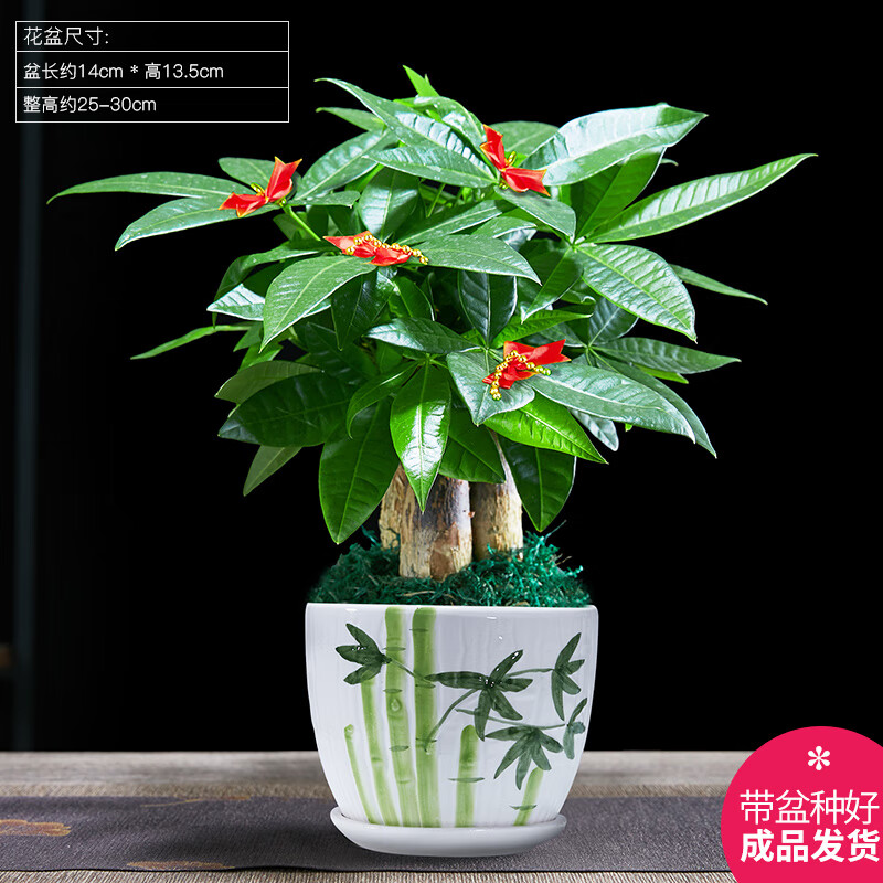 幼薇发财树盆栽招财树客厅好养易活室内绿植物办公室内桌面小盆景 发财树单棵+绿旭日东升盆+圆底盘 带盆栽好