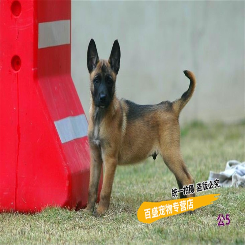 纯种血统马犬幼犬活体 出售马里努阿犬宠物狗狗 大型家庭护卫犬 疫苗