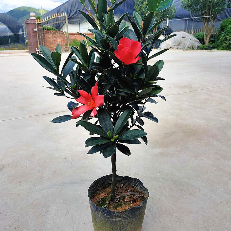 四季杜鹃红山茶花嫁接盆栽带花苞室内庭院名贵绿植红山茶 红山茶高约