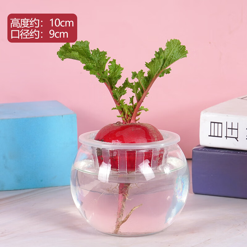 幼儿园植物角小盆栽学生水培萝卜观察自然蔬菜儿童水养盆栽生长实