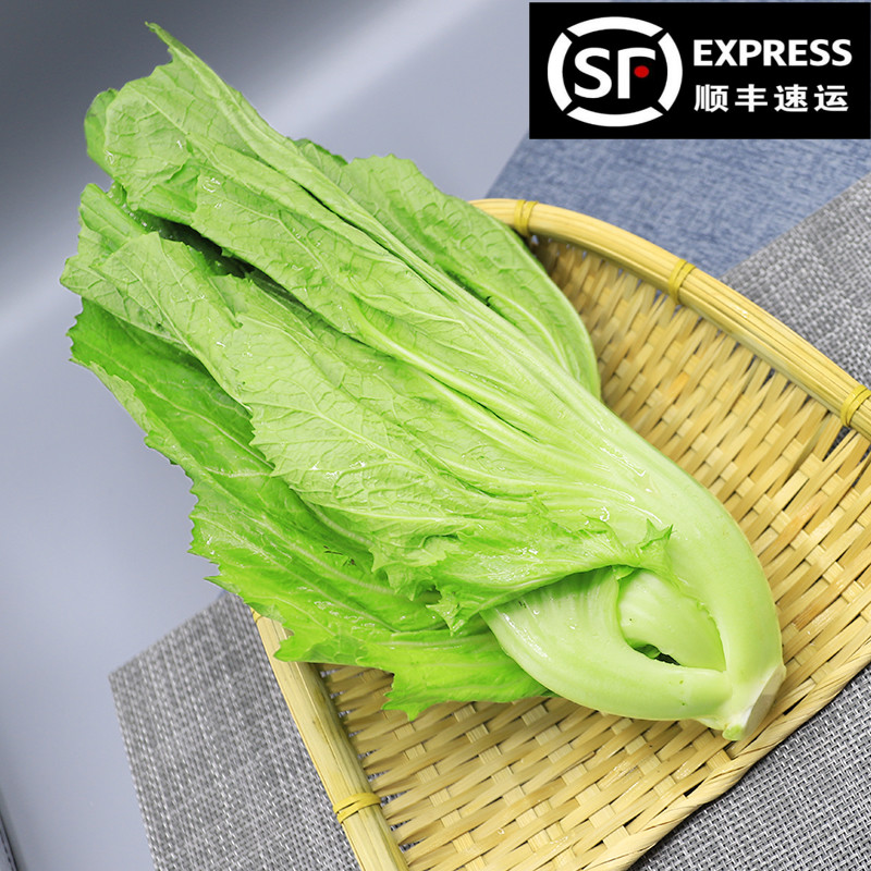 顺丰大叶苞心青芥菜新鲜腌酸菜农家现摘泡菜蔬菜卷心芥菜5斤生鲜特产