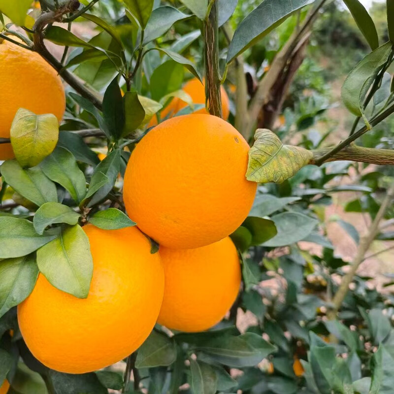 江西橙子新鲜现摘带箱10斤净重9斤高山果王约8595mm