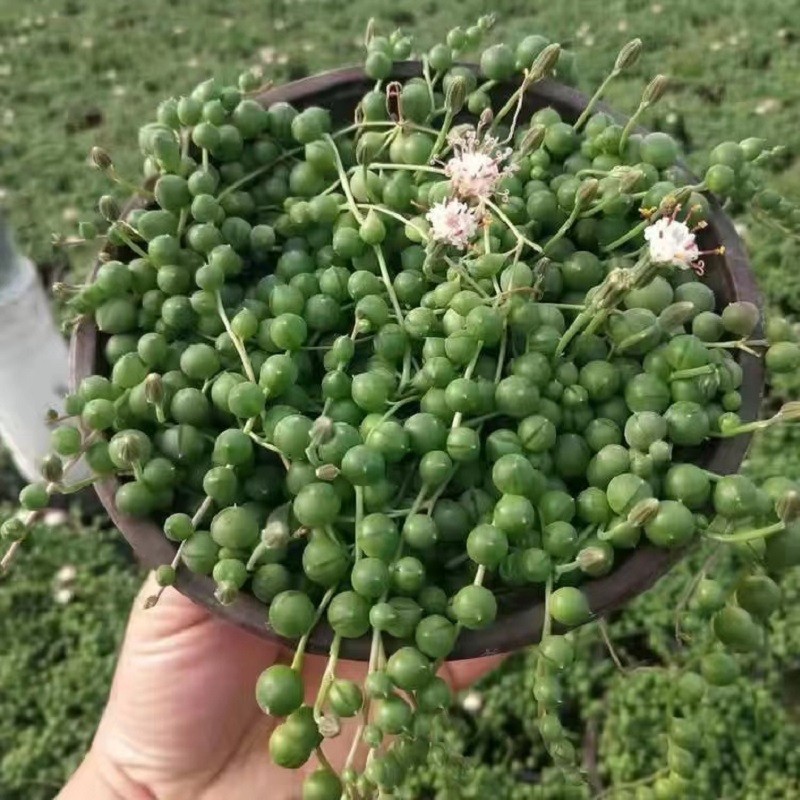 佛珠吊兰多肉植物办公室桌面阳台垂吊植物情人泪紫玄月带盆带土 佛珠