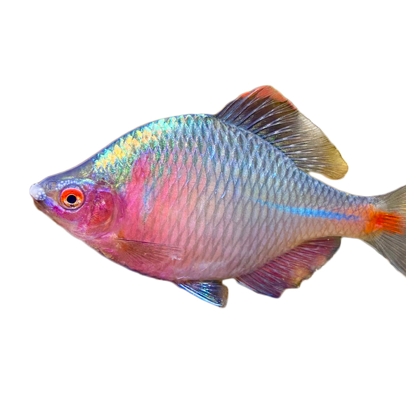 高体鳑鲏鱼活体菜板鱼四方皮镜鱼小型原生淡水观赏鱼冷水彩虹鱼 2-3