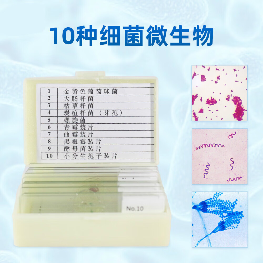 精选10种细菌真菌微生物标本切片革兰染色医学微生物学高教示教片