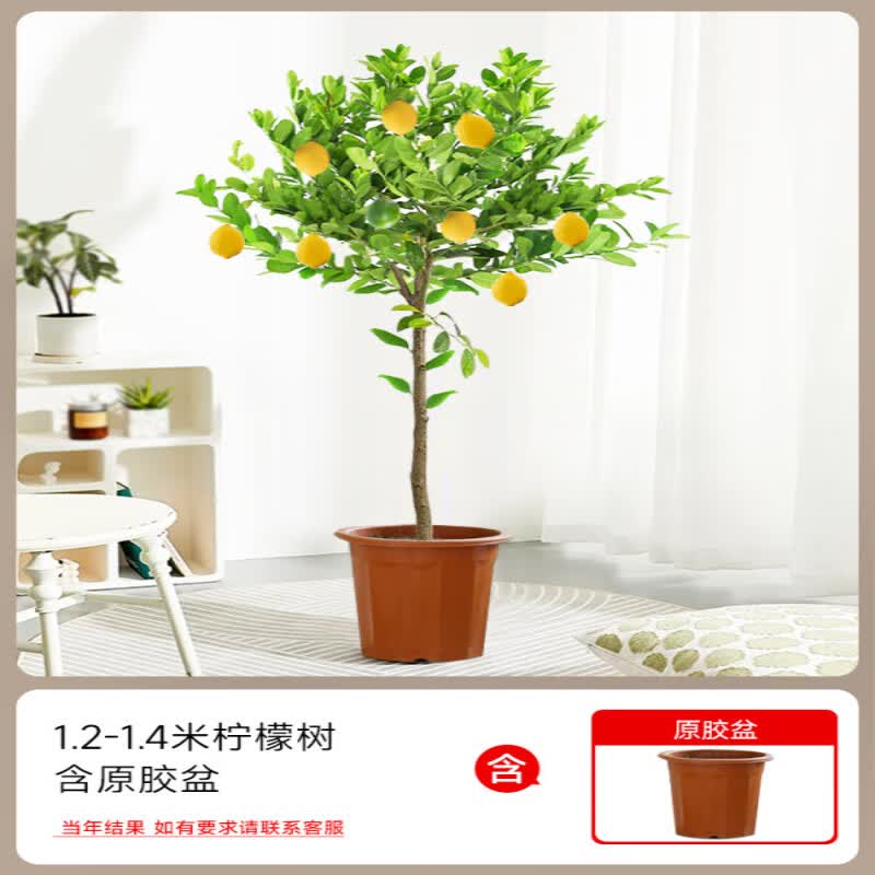 静黛轩香水柠檬树盆栽带果大型绿植庭院阳台老桩室内客厅轻奢落地植物花 1.2-1.4米 原胶盆 带花或果【柠檬树】高性价比高么？