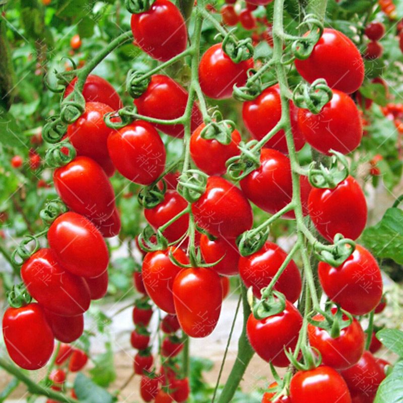 圣女果种子樱桃番茄小西红柿阳台盆栽四季种蔬菜番茄种子大全 樱桃番茄种子【1包 约50粒】