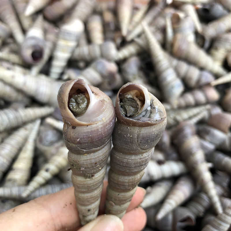 北海钉螺鲜活海螺肉海锥尖嘴螺大钉螺丝海鲜水产批发 1斤装小螺带尾