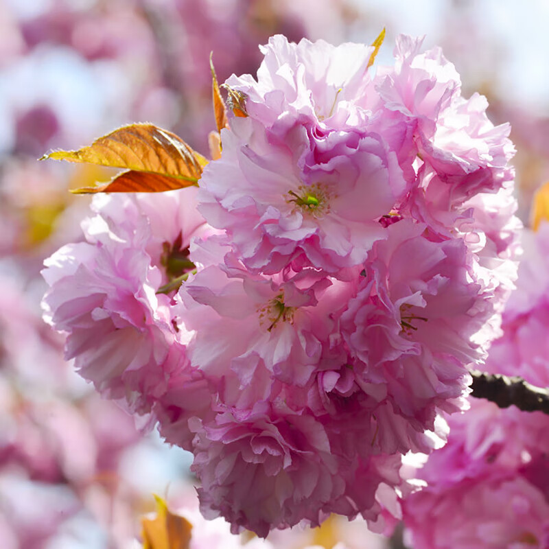 樱花早樱晚樱树苗花卉南北庭院别墅绿化植物室内外 关山樱【庭院花园