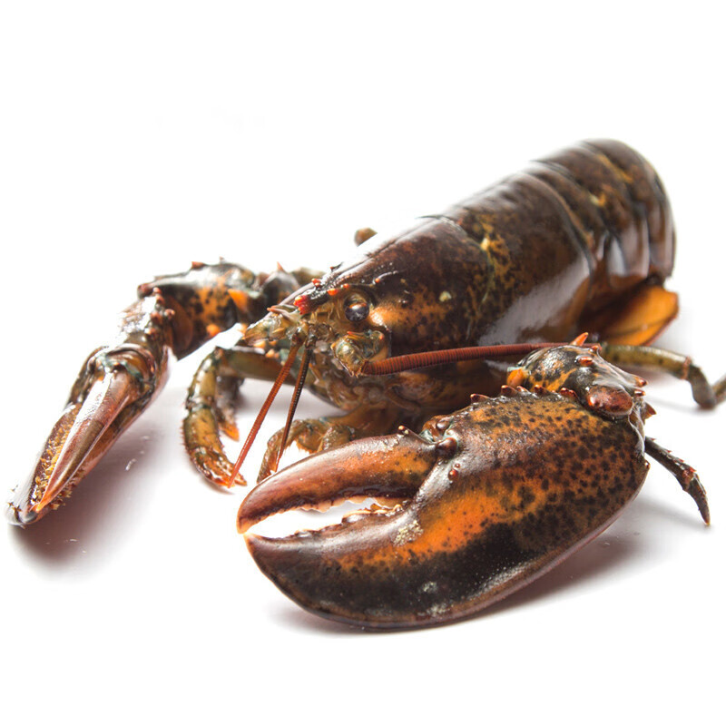 渔水肴波士顿龙虾鲜活大龙虾 波士顿龙虾400-500g 1只
