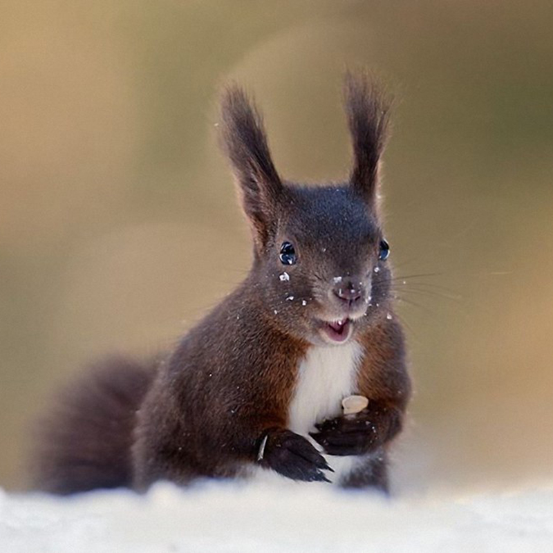 查询异宠活体低价软件|异宠活体价格走势图