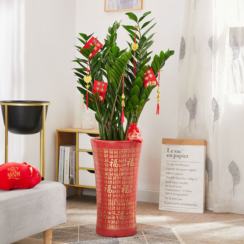 查大型绿植价格App哪个比较好|大型绿植价格走势图