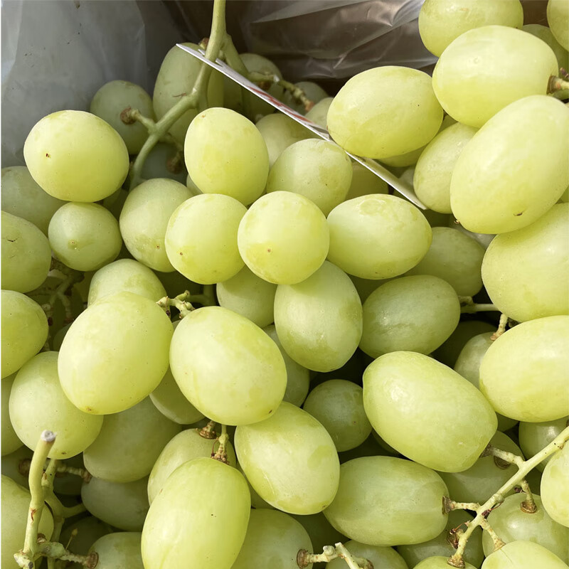 千朵云澳洲进口甜地球秋天酥青提 无籽秋天脆葡萄 脆甜多汁新鲜孕妇