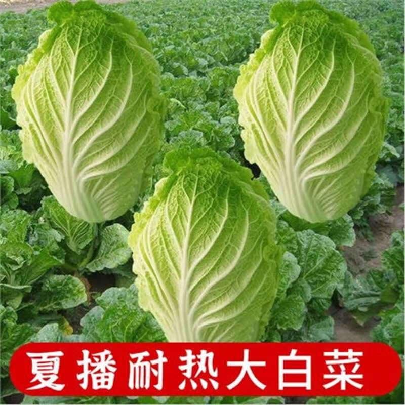 白菜耐热大白菜种子蔬菜大白菜种籽四季种孑菜籽秋季冬季夏季山东