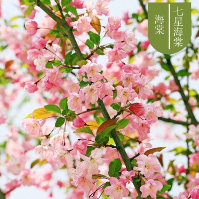 棵送1棵】重瓣海棠花苗盆栽地栽盆景室内外花卉庭院阳台植物 七星海棠