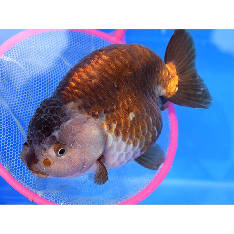 宠以沫(chong yimo)精品兰寿金鱼活鱼淡水冷水鱼观赏鱼包活好养奶牛