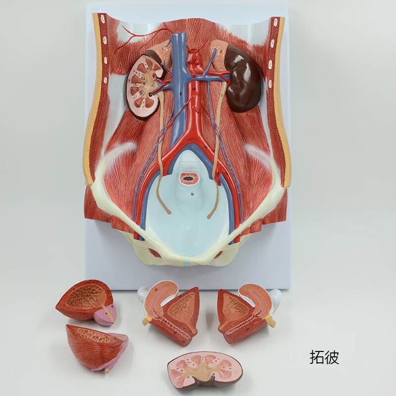 人体男女两性泌尿膀胱腹腔后腹壁肾脏解剖模型泌尿科男科妇科 科 科
