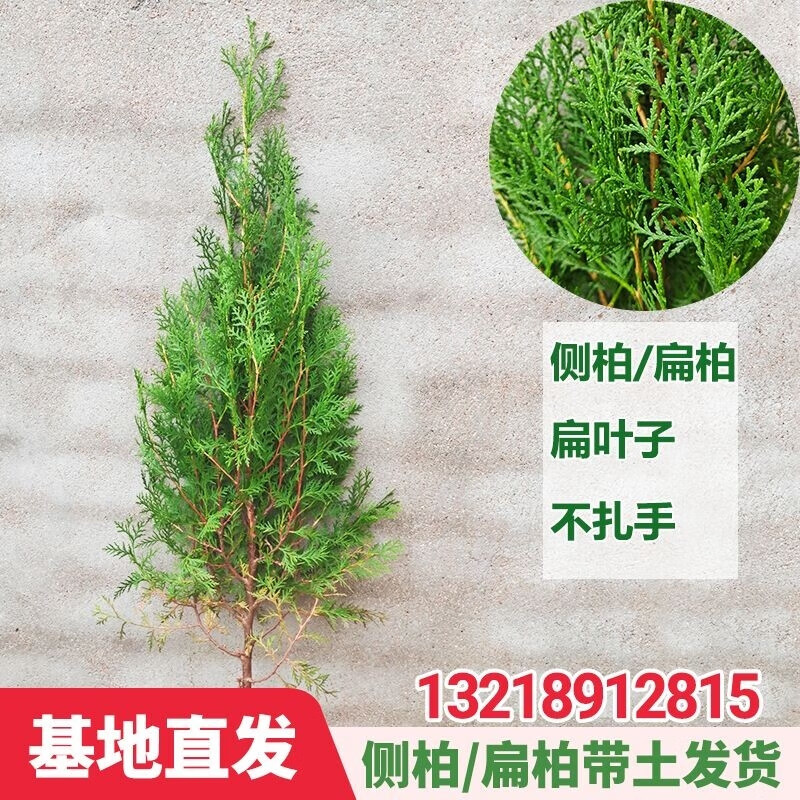 耀强柏树苗扁柏松柏侧柏树苗圆柏松树塔柏宝塔松龙柏苗柏树四季青